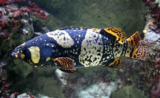 Групер гигантский - Epinephelus lanceolatus