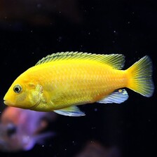 Лабидохромис церулиус - лимонный - Labidochromis caeruleus var.