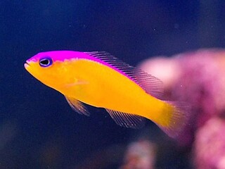 Ложнохромис-диадема - Pseudochromis diadema