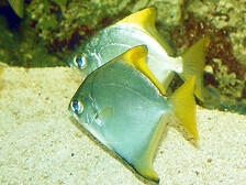 Монодактил серебряный (Серебряная ласточка) - морской - Monodactylus argenteus