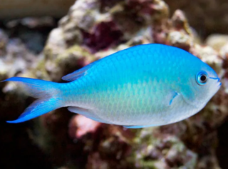 Хромис сине-зеленый - Chromis caerulea