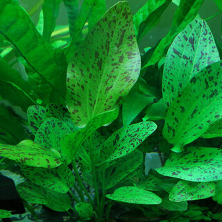 Эхинодорус "Оцелот зеленый" - Echinodorus "Ozelot green"