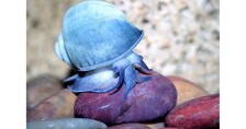 Ампулярия голубая - Ampullaria sp. Pigeon blue  ;  Размер  M