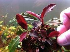 Буцефаландра Миниатюрная красная меристемная - Bucephalandra sp. "Red Mini"  ;  Размер  S