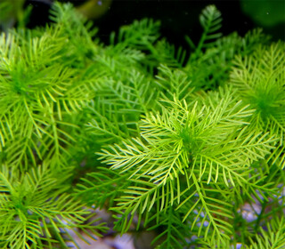 Перистолистник матогросский зеленый (5 штук) - Myriophyllum matogrossense "Green"  ;  Размер  M