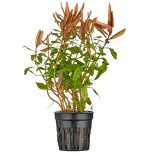 Аммания изящная меристемная - Ammannia gracilis [Ammannia diffusa Hiern (non Willdenow)] - Размер M