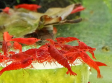 Креветка пресноводная "Сакура" - Neocaridina davidi “Sakura Red” - Размер M