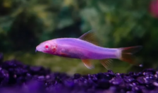 Лабео "Пурпурный" - Epalzeorhynchos frenatus var. Purple - Размер M