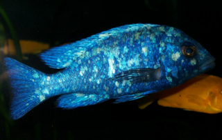 Плацидохромис фенохилус Танзания - Placidochromis phenochilus Tanzania - Размер S