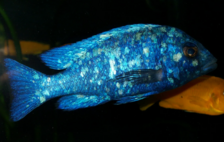 Плацидохромис фенохилус Танзания - Placidochromis phenochilus Tanzania - Размер S