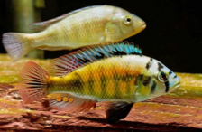 Хаплохромис Макобе - Haplochromis sauvagei var. Makobe - Размер S