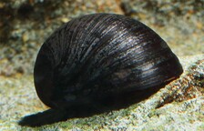 Улитка пресноводная "Чёрный шлем" - Neritina pulligera knorii - Размер M1,0-2,0