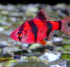 Барбус суматранский мутант флуоресцентный красный - Puntius tetrazona var. (Barbus tetrazona, Capoeta tetrazona) - Размер M