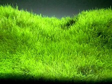 Пузырчатка траволистная меристемная - Utricularia graminifolia - Размер M