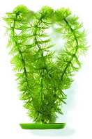 Роголистник 50см, растение пластиковое зеленое Marina®