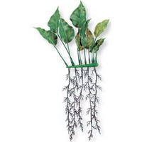 Анубиас 15см (2шт), растение пластиковое "коврик"  Marina®
