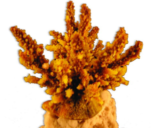 Коралл искуственный RED SEA Акропора (Acropora) L желтый