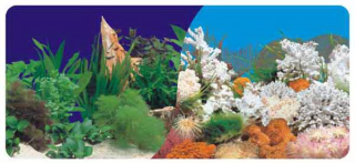 Фон двухсторонний 40см. Растительный (темно-синий) / Белые кораллы морской