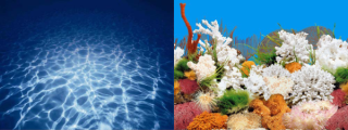 Фон двухсторонний, высота 50см. Синее море/ Белые кораллы. Цена за 1 м длины