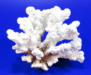 Коралл пластиковый белый 14,5х7,2х12,5см (SH9201W)