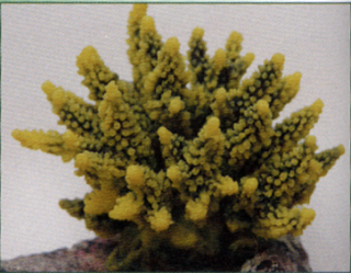Коралл пластиковый желто-зеленый 11,5x10x9см (SH095GY)
