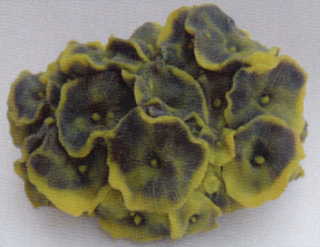 Коралл пластиковый желто-зелёный 14х12х7см (SH011GY)