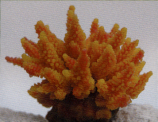 Коралл пластиковый желто-оранжевый 11,5x10x9см