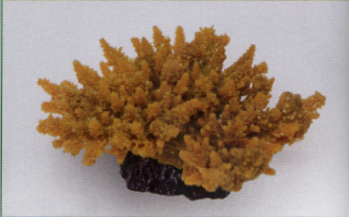 Коралл пластиковый желтый 14х11,5х6,5см (MA116Y)