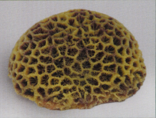 Коралл пластиковый коричневый 17х16х9см (SH082PU)