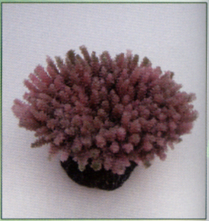 Коралл пластиковый коричневый 7,5x6,5x3,6см (MA114PU)