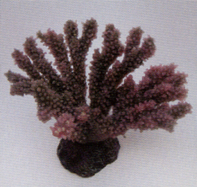 Коралл пластиковый коричневый 9,5x5,8x7см (MA108PU)