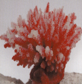 Коралл пластиковый перламутровый 10,5x8,5x8см (SH122PI)