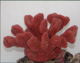 Коралл пластиковый перламутровый 19x13x10,5см (SH9027PI)