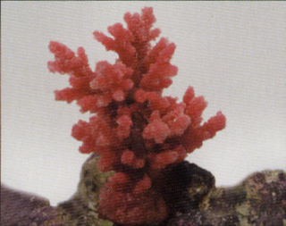 Коралл пластиковый перламутровый 8x7x10см (SH9032PI)