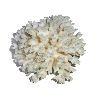 Коралл акропора  5-7" (coral loice) 13-18см