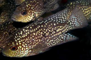 Цихлазома бриллиантовая - Herichthys cyanoguttatus (Cichlasoma cyanogutatum)