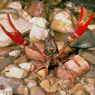 Рак флоридский красный - Procambarus clarkii