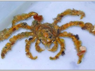 Краб декоратор (Краб-паук) - Camposcia retusa