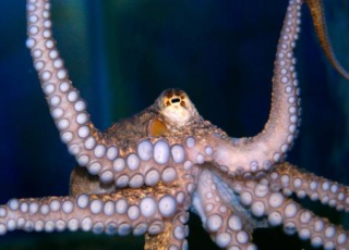 Осьминог (коричневый) - Octopus sp.