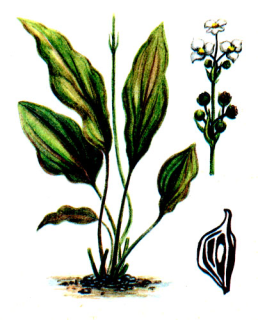 Эхинодорус игловатый в горшке - Echinodorus subalatus