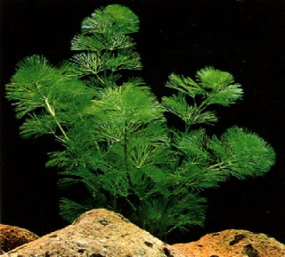 Кабомба каролинская - Cabomba caroliniana ssp. - Размер М (5 шт. в пучке)