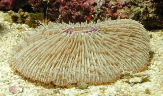 Фунгия (Коралл грибовидный)