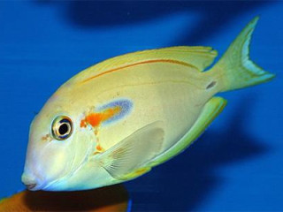 Хирург оливковый - Acanthurus olivaceus