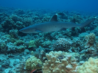 Акула белоперая рифовая