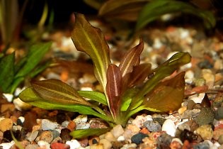 Эхинодорус "Маленький Принц" в горшке - Echinodorus "Kleiner Prinz"