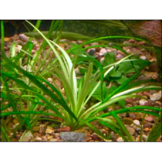 Эхинодорус нежный, Э. травянистый (пучок) - Echinodorus tenellus [E. parvulus]; М