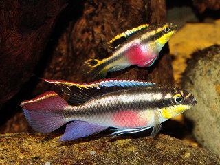 Пельвикахромис крибенсис (Попугай, Крибенсис, Пульхер) - Pelvicachromis pulcher