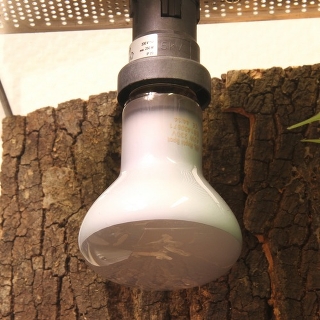 JBL ReptilSpot HaloDym 42W - Галогеновая неодимовая лампа для освещения и обогрева террариума, 42 ва