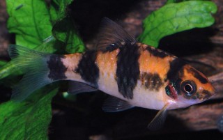 Барбус панда - Puntius fasciatus (Barbus fasciatus)