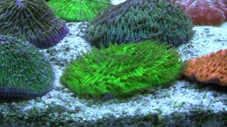 Фунгия зеленая (Коралл грибовидный) - Fungia sp.